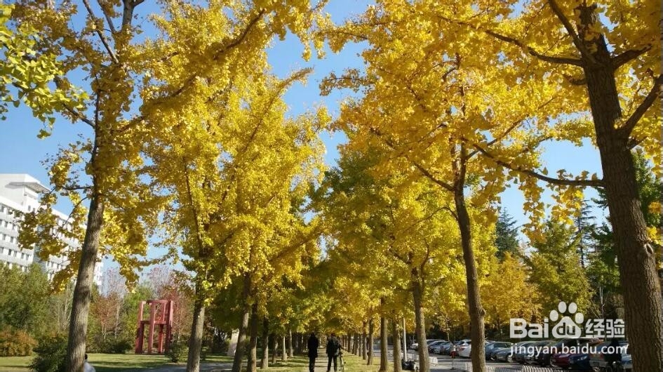 用手机怎样拍出好看的银杏树照片