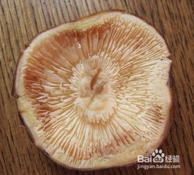 孢子印的制作？