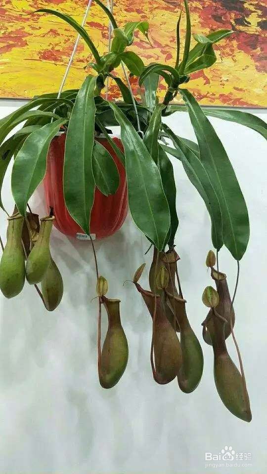 6种花就适合养在潮湿环境