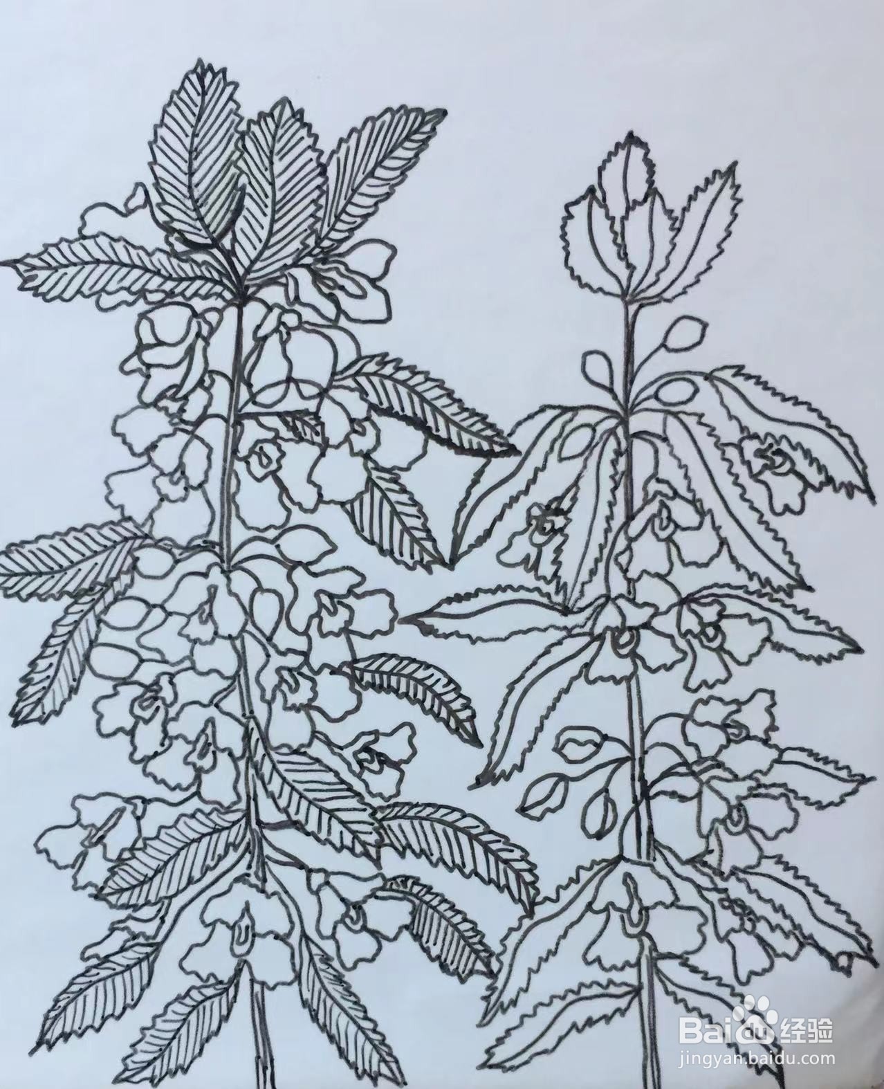 插画教程之凤仙花