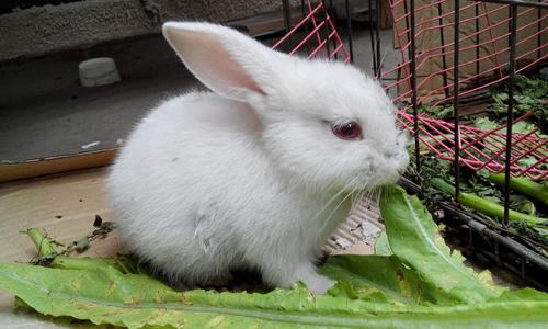 如何用说明方法介绍小白兔