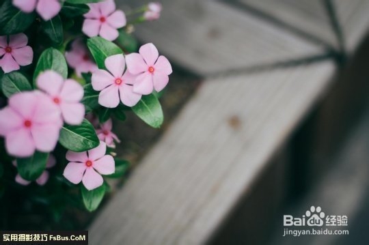 数码相机—花卉拍摄技巧