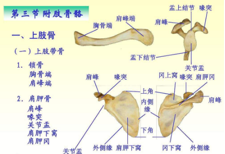 节肢动物的附肢包括什么