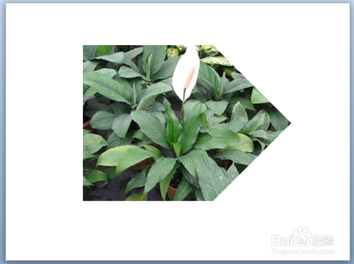 在PPT中如何将图片裁剪为各种形状