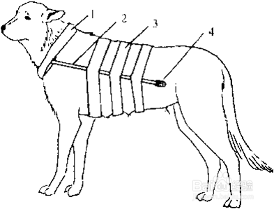怎样对犬进行保定