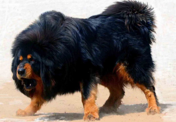 红眼睛藏獒是什么品种