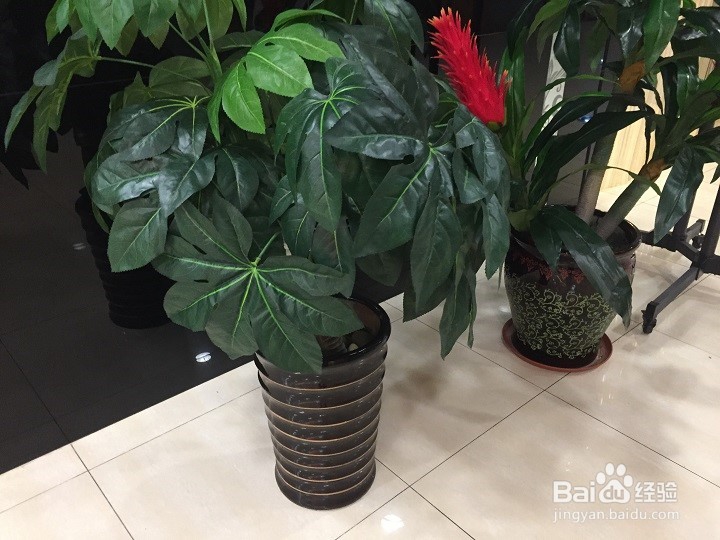 装饰的绿叶是假的怎样辨别