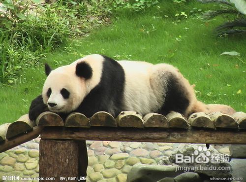 雅安地震之雅安回忆