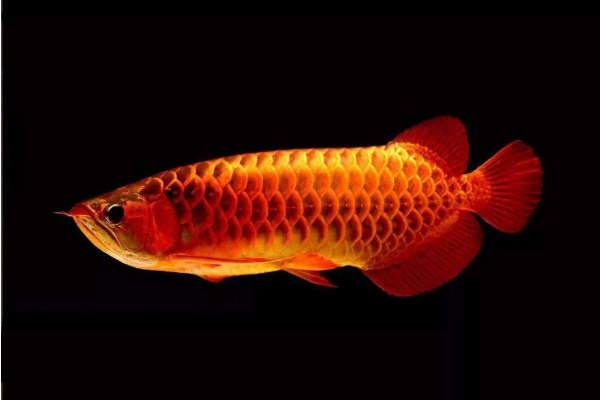 龙鱼为什么总是撞缸？是哪出的问题