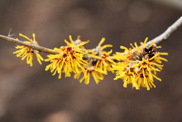 什么护肤品里有金缕梅？有什么用