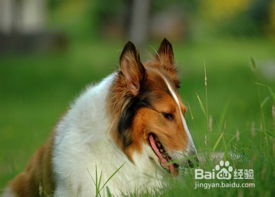 狗狗“监守物品”的调教与训练方法