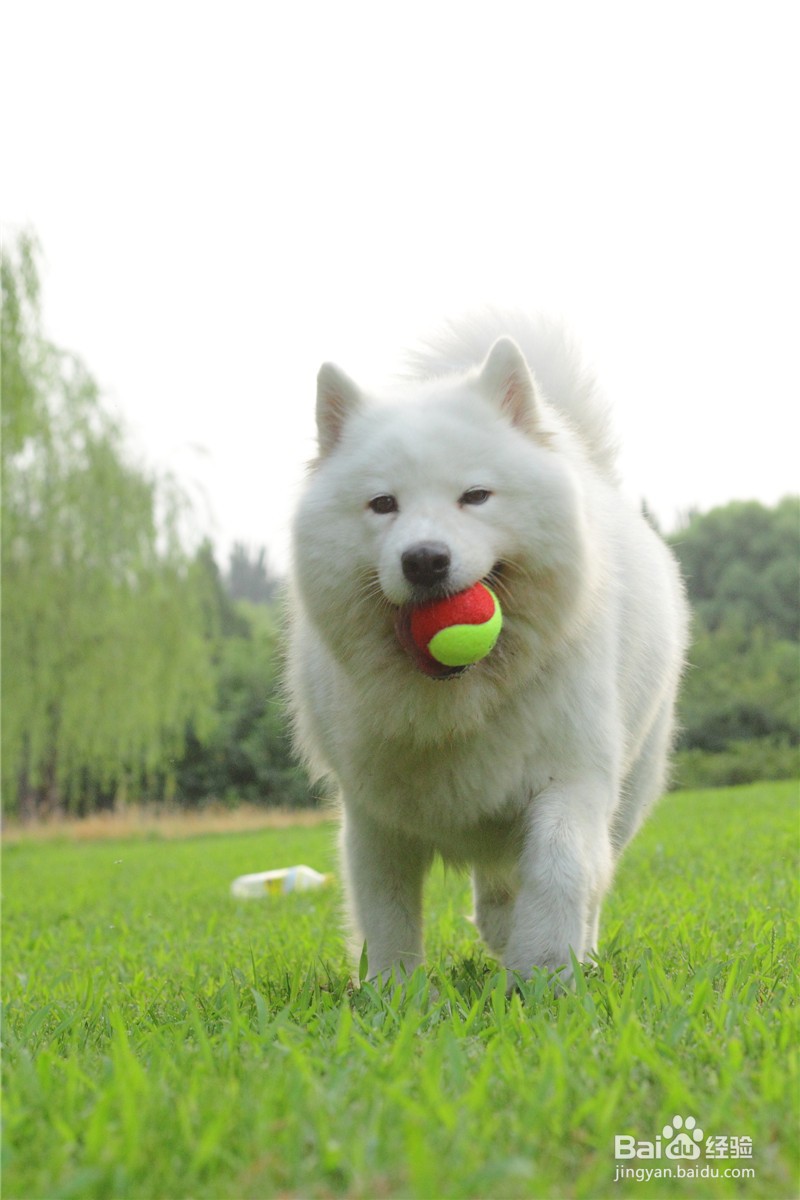 如何训练狗狗拿东西