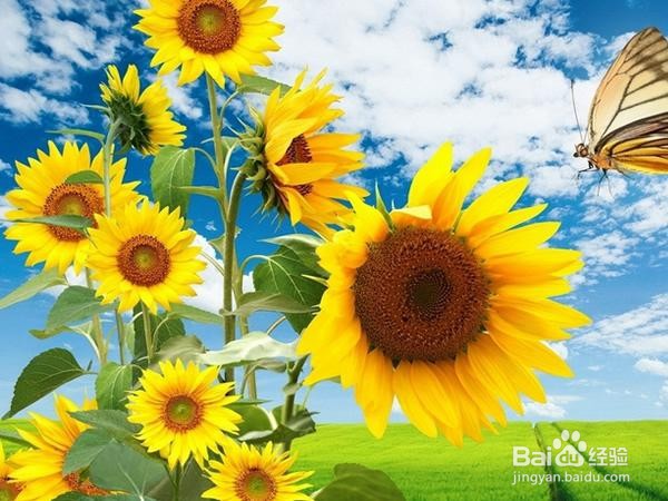 向日葵的种子怎么播种