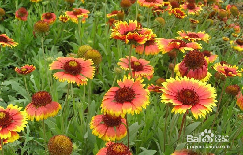 天人菊的功效与作用