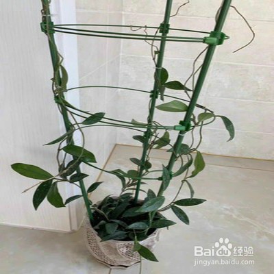 心叶球兰怎样养