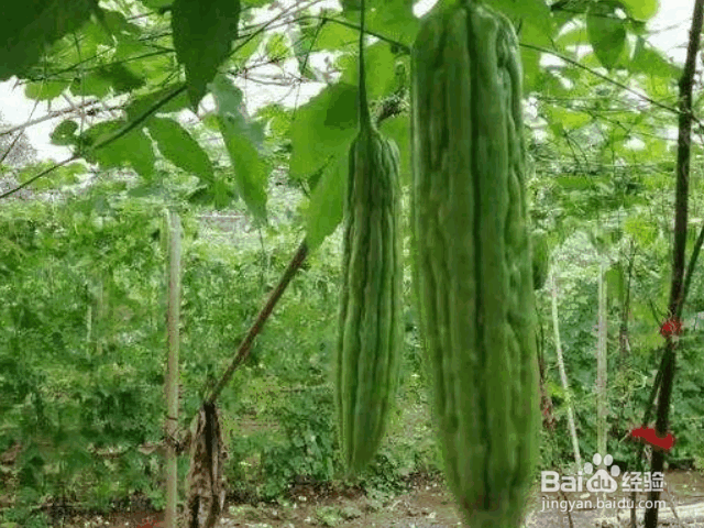 种植苦瓜的要点