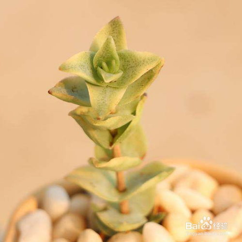 在日常生活里该怎么养好多肉十字星锦?