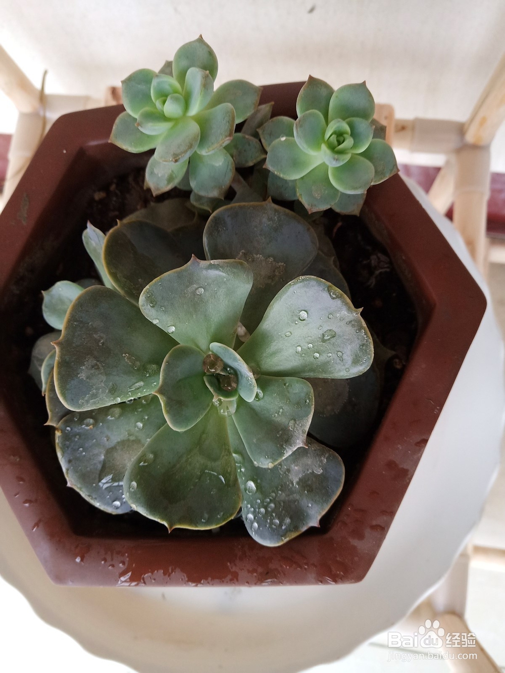 多肉植物烂根如何补救?