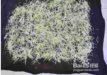 炝拌白萝卜丝