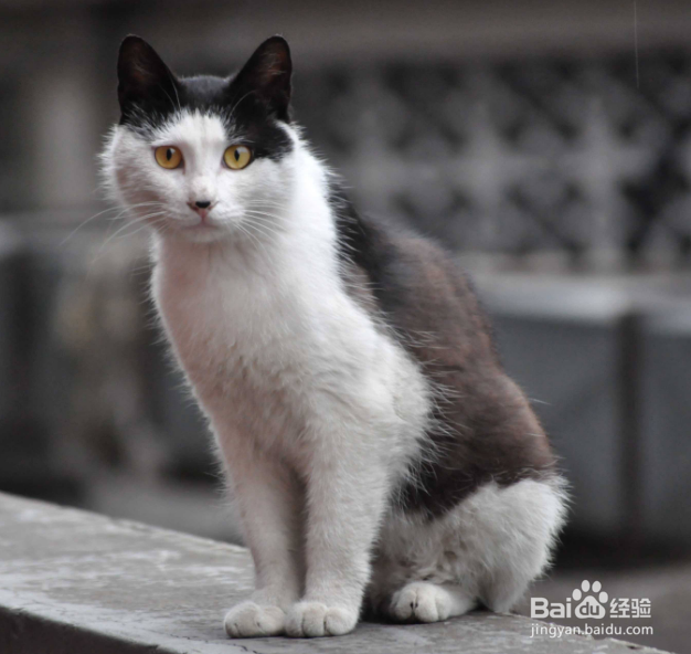 猫卡喉咙了怎么办