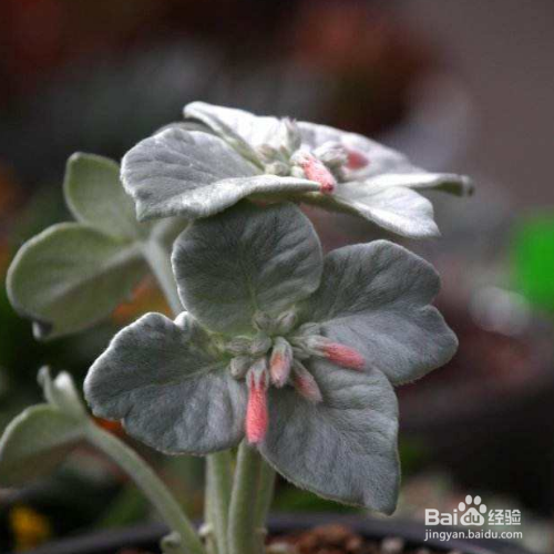 怎样培育断崖女王?