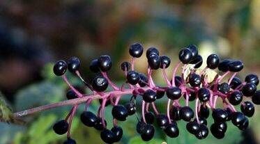 警惕：10种危险食物大揭秘