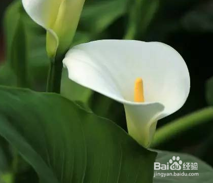 一帆风顺怎么水养