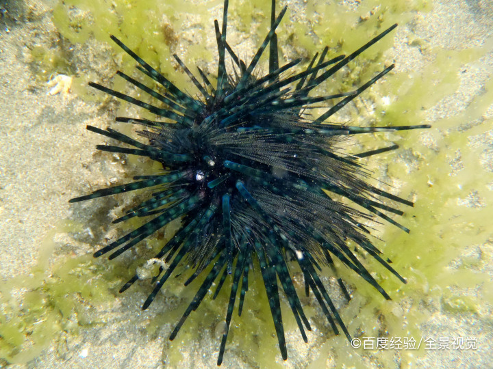 举例动物如何保护自己