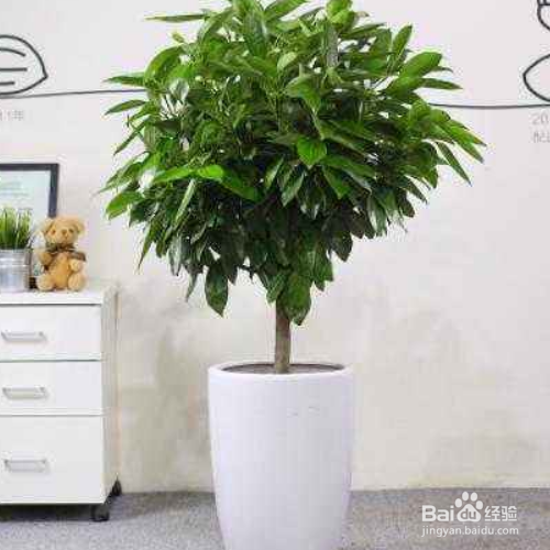 平安树被锯了以后还能存活么?