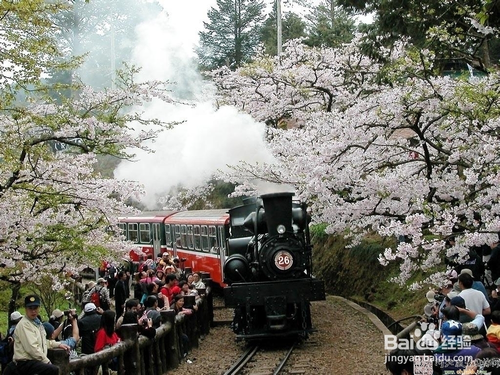 宝岛台湾旅游攻略：[3]阿里山旅游攻略