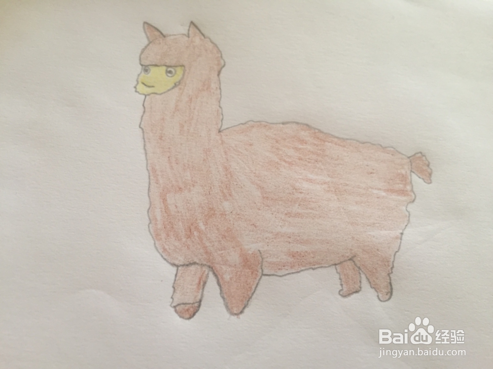 简笔画绘画羊驼
