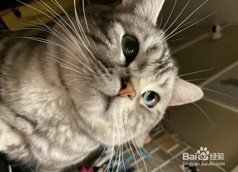 怎样给猫洗澡而且洗得干净
