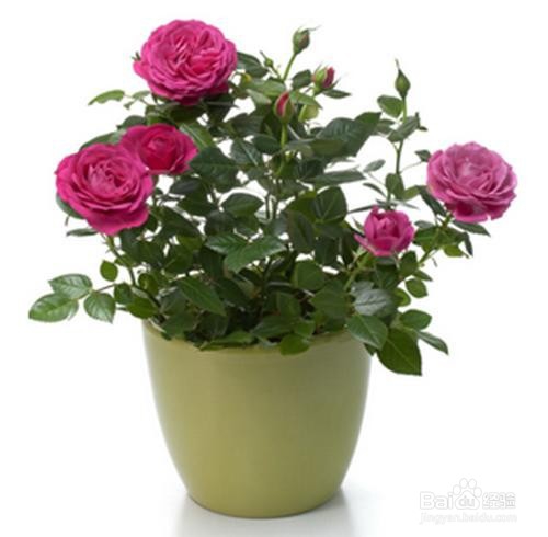 玫瑰花的种植