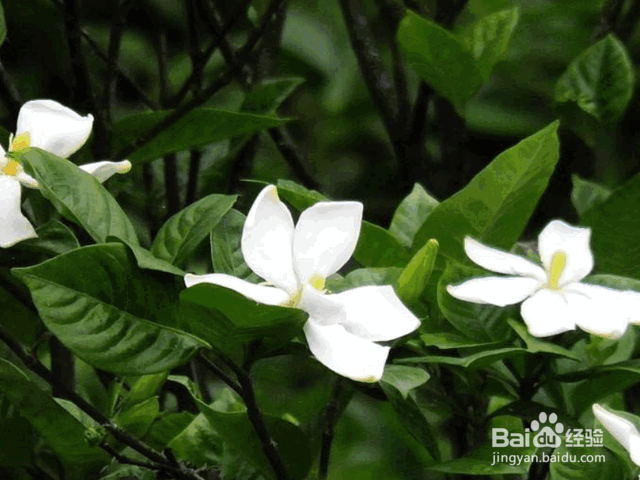 栀子花的养殖方法和注意事项