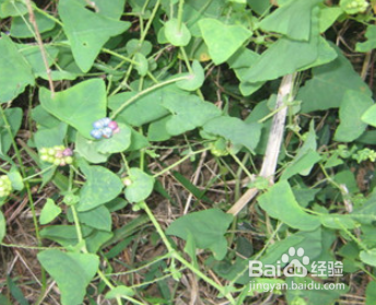 杠板归,功劳木的功效与作用