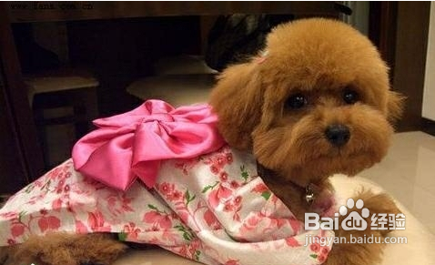 泰迪感冒症状与治疗