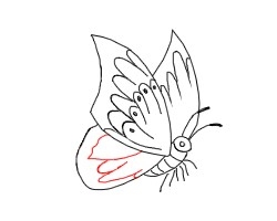 简笔画---怎么画只活生生的蝴蝶