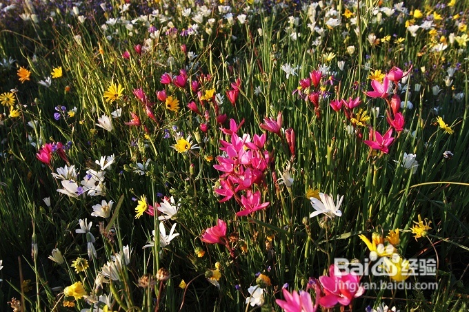 [转载]南非之旅3：纳玛夸兰（Namaqualand）花海
