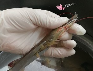 食补养生白灼虾的简单做法