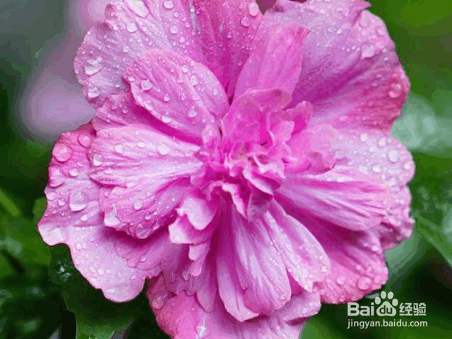 木槿花的种植方法及价值