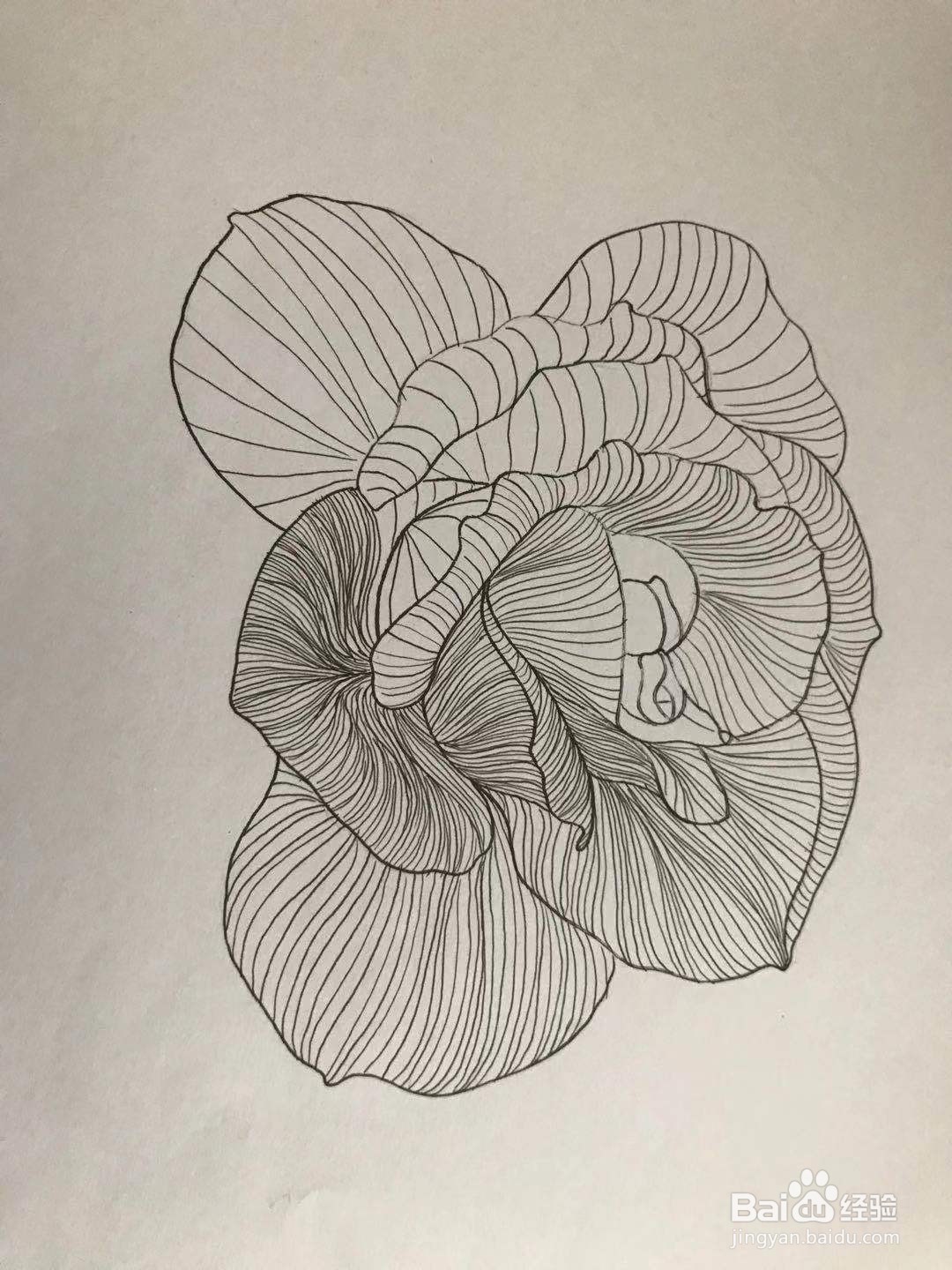 玫瑰花黑白线描画