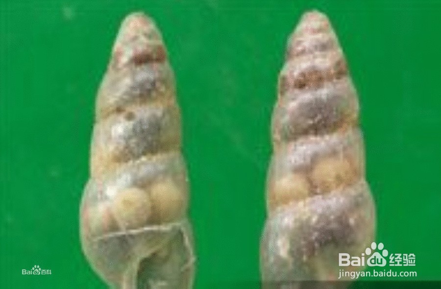 细钻螺杀灭方法