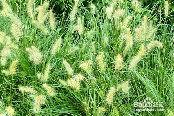 环嗪酮杀树怎么使用？