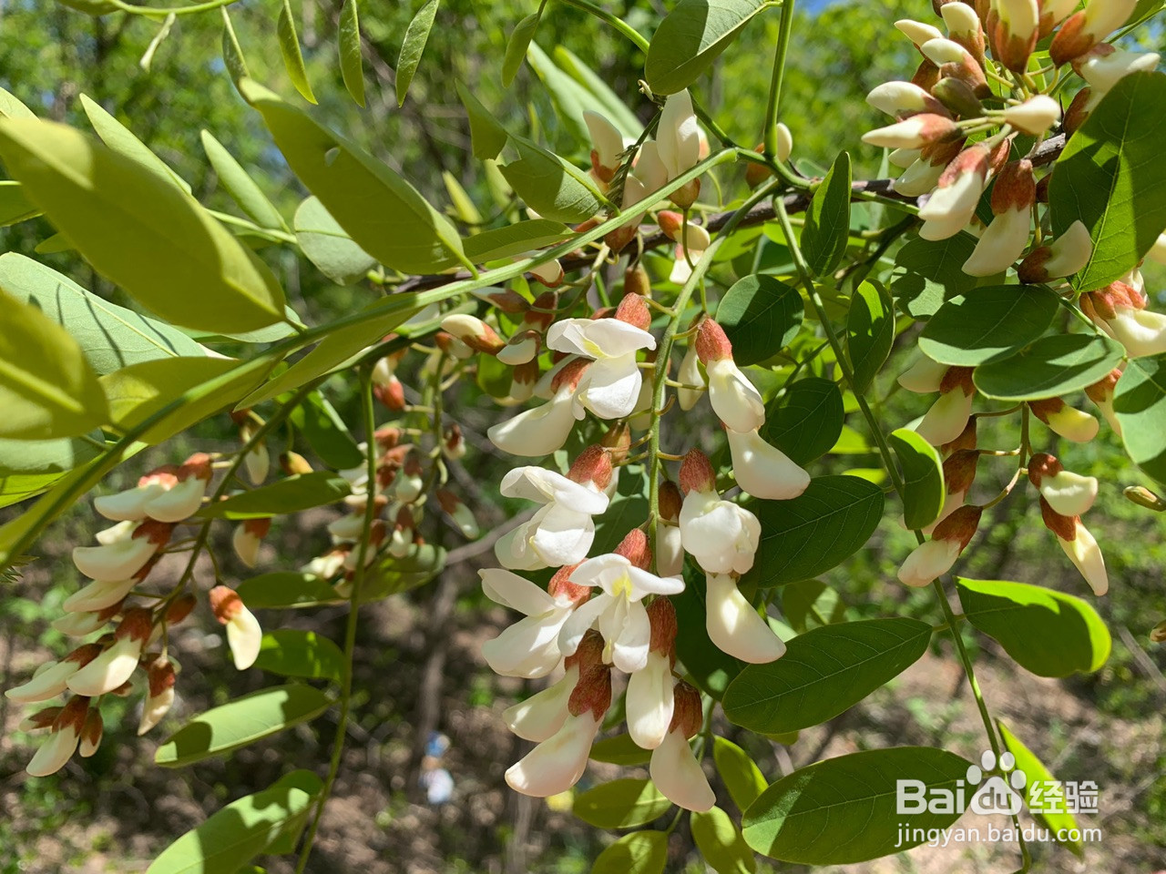 槐花肉水饺的做法