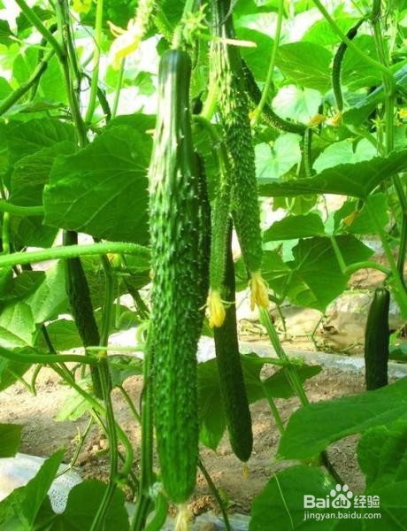 炎炎夏日，6种蔬菜让女人吃出好气色