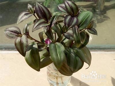 要养植物就选这6种超级好养,养死太难!