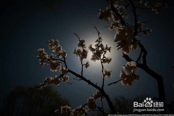 北京旅游攻略：[22]海淀公园