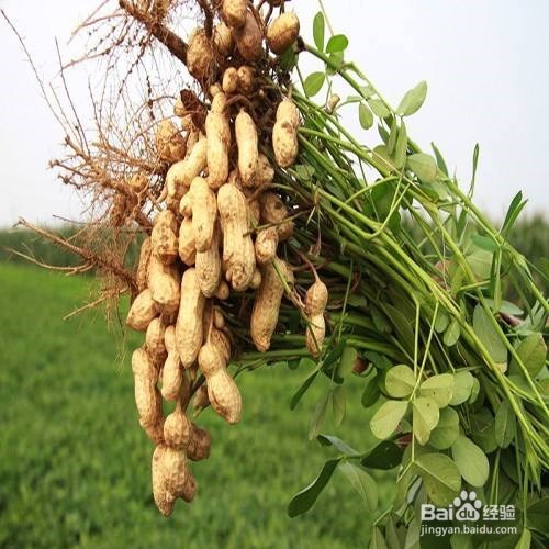 在农村如何赚生活费