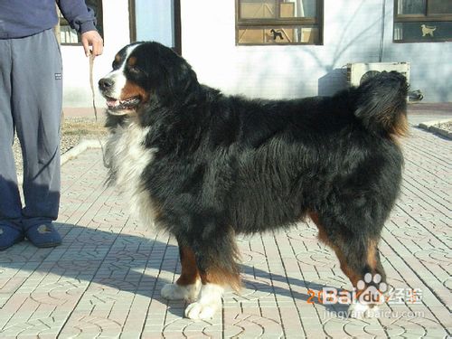 如何挑选伯恩山犬