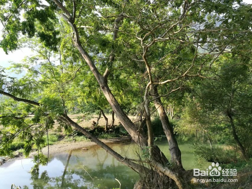 世外桃源—坝美旅游攻略